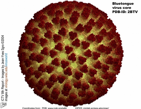 The atomic structure of the bluetongue virus core. Ramsol image of PDB 2BTV by Dr. J.-Y. Sgro, UW-Madison
