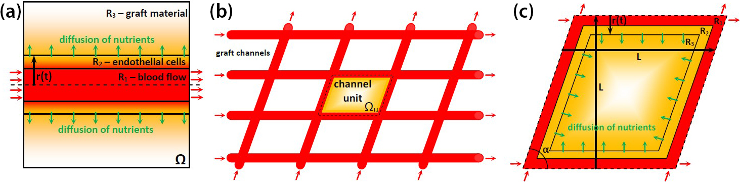 <strong>Figure 2.</strong> Simplified representations to model blood flow inside the grafts. <strong>2a.</strong> Single-channel model with three regions: \(R_1\) (channel with active blood flow), \(R_2\) (layer with endothelial cells), and \(R_3\) (bulk graft material). <strong>2b.</strong> Enhanced geometry modeling of graft material with blood channels, where \(\Omega_u\) denotes the representative channel unit to be modeled. <strong>2c.</strong> A closer look at \(\Omega_u\). Figure courtesy of the research lab of Vladislav Bukshtynov (unpublished data).