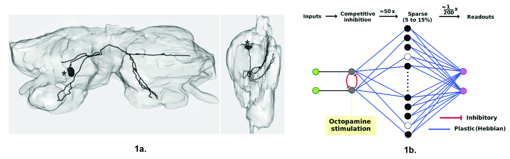 &lt;strong&gt;Figure 1.&lt;/strong&gt; Olfaction processing in the antennal lobe. &lt;strong&gt;1a.&lt;/strong&gt; Three-dimensional reconstruction of a dopaminergic neuron in Manduca sexta. &lt;strong&gt;1b.&lt;/strong&gt; A neural network (NN) based on the Manduca sexta antennal lobe and mushroom bodies. This NN outperforms standard machine learning methods at rapid learning of digits from the Modified National Institute of Standards and Technology database. Figure 1a courtesy of [13], 1b courtesy of [4].