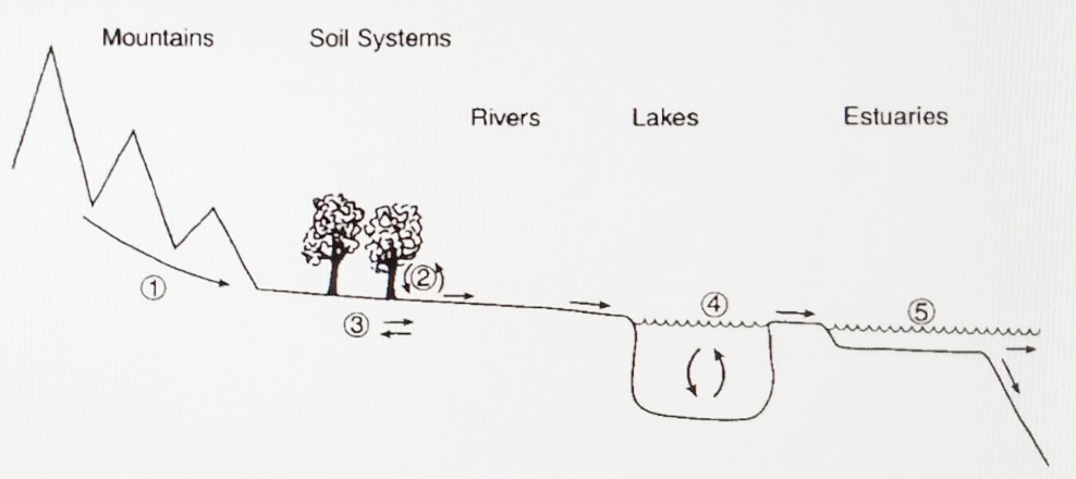 <strong>Figure 1.</strong> Terrestrial phosphorous exchange.