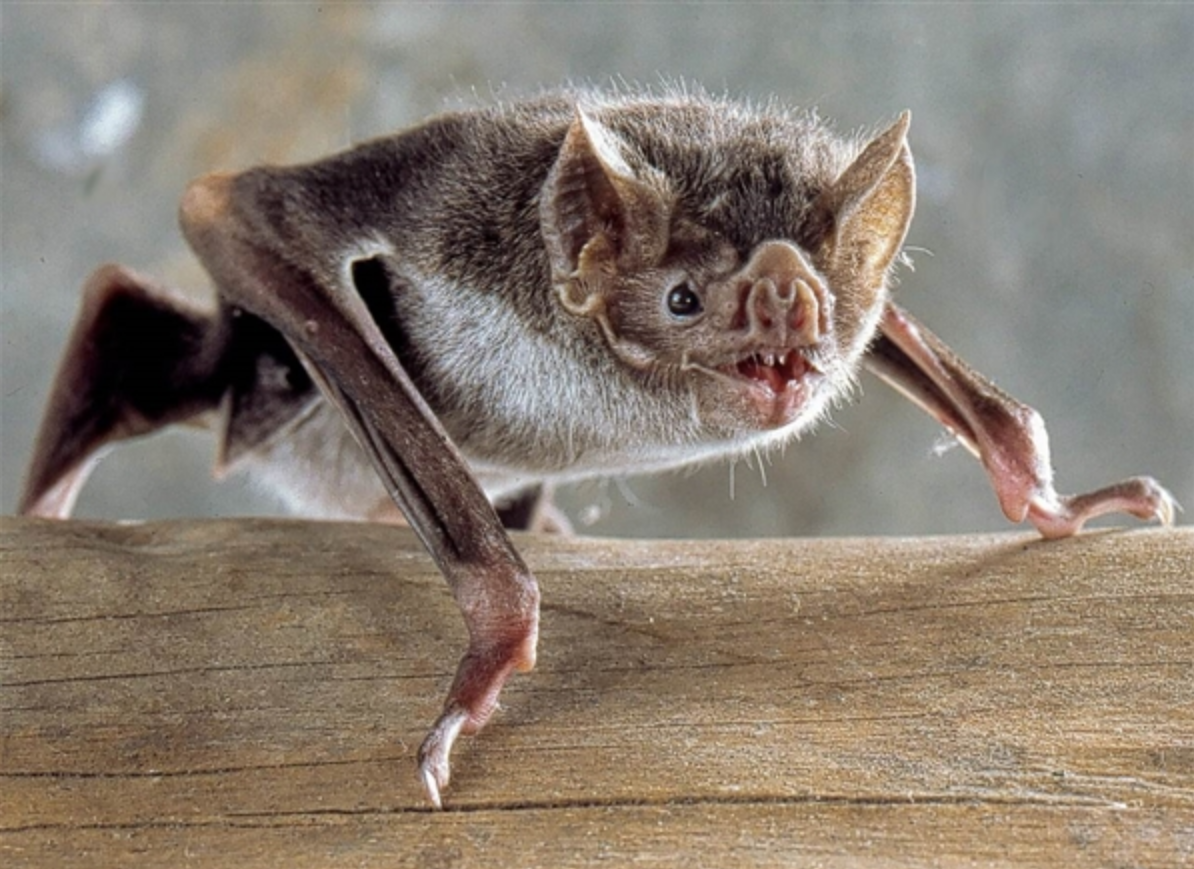 <strong>Figure 1.</strong> Vampire bats reside in Latin America and can transmit the rabies virus to both livestock and humans in the region by feasting on mammalian blood. Public domain image.