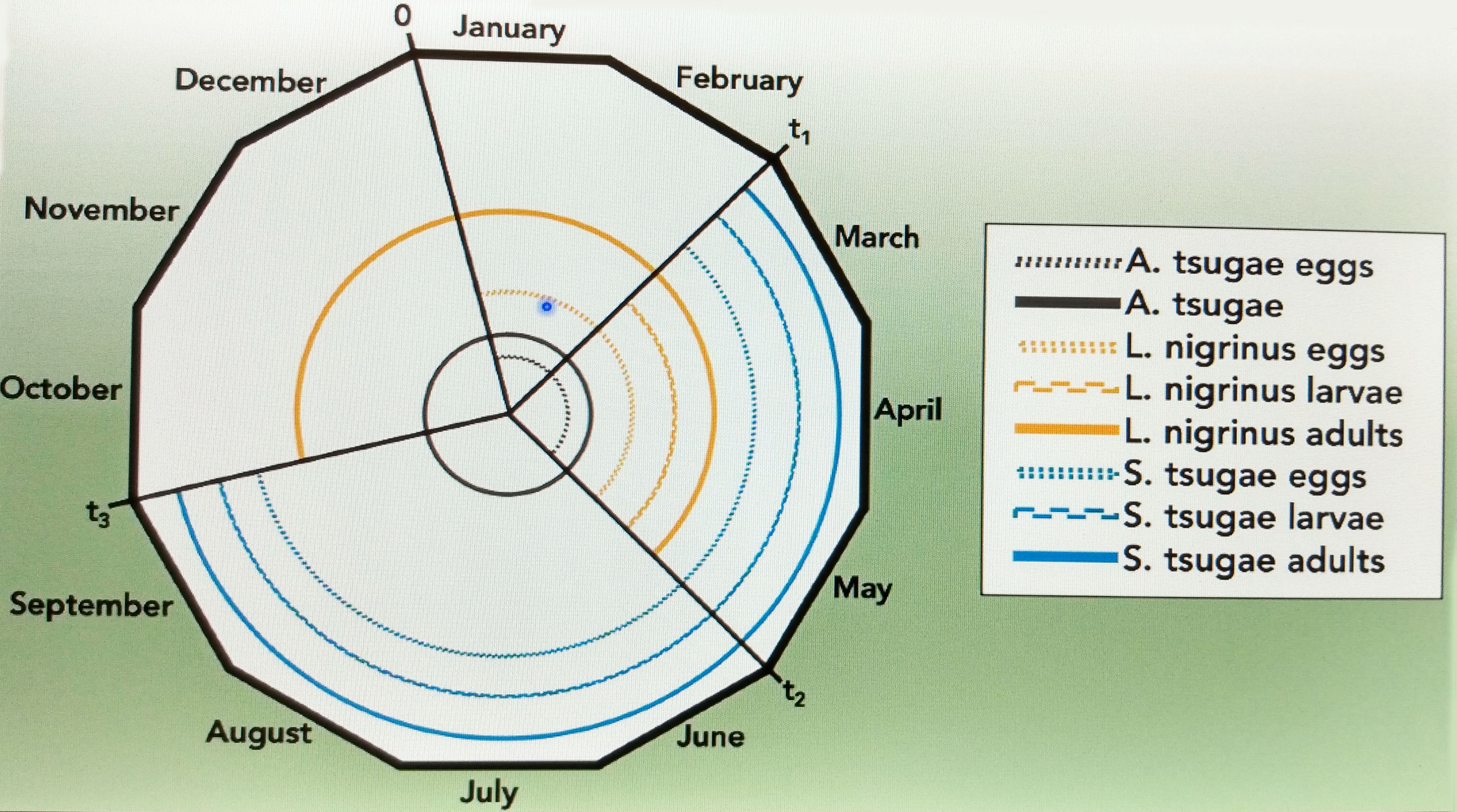 <strong>Figure 2.</strong> Breakdown of activity level of the various life stages of the hemlock woolly adelgid, <em>L. nigrinus</em>, and <em>S. tsugae</em> throughout the year.