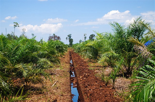 An example oil palm plantation. Photo credit: Jenny Farmer/CIFOR.