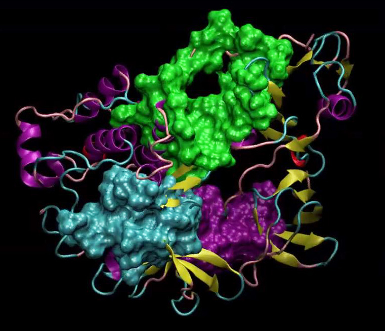 <strong>Figure 1.</strong> Screenshot of a molecular dynamics (MD) simulation that depicts targets’ internal motions.