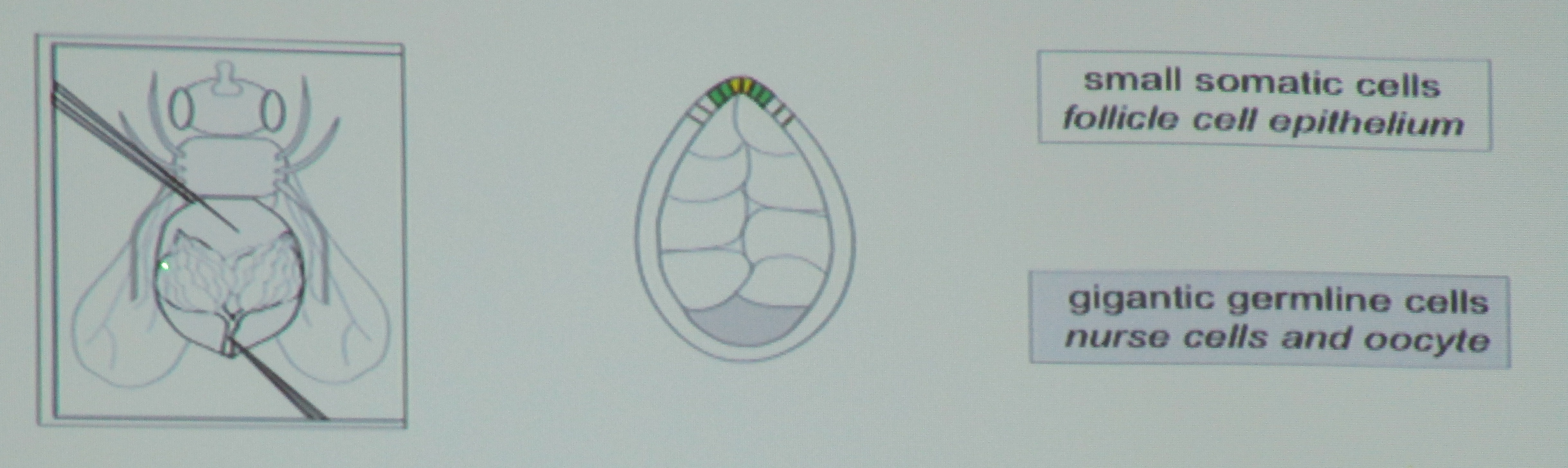 Understanding the Life Cycle of Fruit Flies to Prevent Infestations