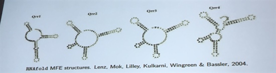 <strong>Figure 2.</strong> Conservation strongly implies functional significance, yet minimum free energy predictions for RNA vary and native structures are not yet known.