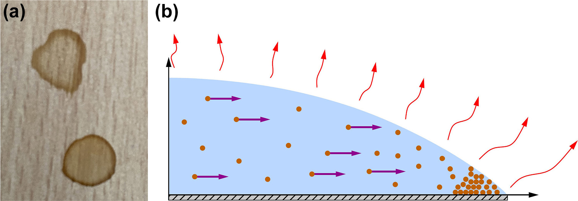 <strong>Figure 1.</strong> The coffee ring effect. <strong>1a.</strong> The ring-like stain after a coffee spill evaporates from a tabletop. <strong>1b.</strong> A schematic that illustrates the physics of ring formation. As the droplet evaporates, its contact line remains pinned at a particular location, which results in an outward flux of particles to conserve mass (purple arrows). This flux leads to an accumulation at the contact line, which forms the ring. Figure courtesy of Madeleine Moore.