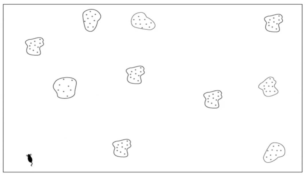 <strong>Figure 1.</strong> A rat in an environment with multiple patches of resources. Figure courtesy of Ahmed El Hady.