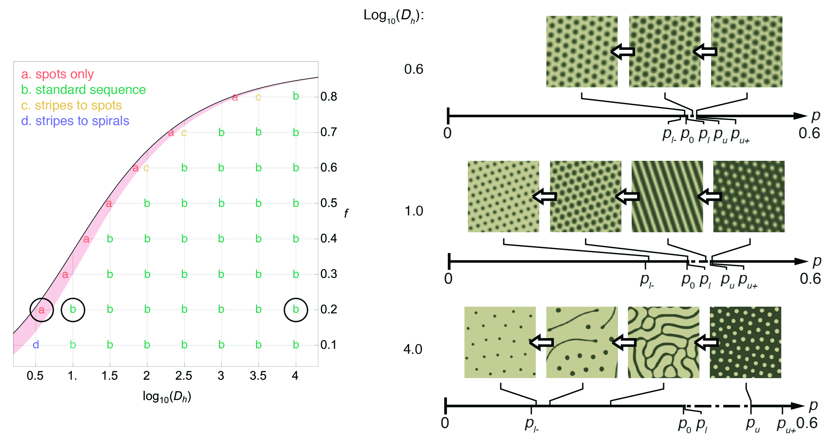 &lt;strong&gt;Figure 3.&lt;/strong&gt; Map of pattern sequences observed via numerical simulation in a two-parameter space of the model by Rietkerk et al. [4]. The parameter &lt;i&gt;f&lt;/i&gt; controls differential infiltration between bare and vegetated areas, and &lt;i&gt;D&lt;sub&gt;h&lt;/i&gt;&lt;/sub&gt; is the surface water diffusion parameter. A “spots only” sequence occurs in a thin red region of the parameter space predicted by analytical theory, while analogs of the “standard” gaps&amp;rarr;labyrinths&amp;rarr;spots occur in most simulations elsewhere. Example simulations are shown for three distinct parameter sets circled in the left panel, corresponding to &lt;i&gt;f&lt;/i&gt; = 0.2 and &lt;i&gt;D&lt;sub&gt;h&lt;/i&gt;&lt;/sub&gt; = 0.6, 1.0, and 4.0. Image credit: Karna Gowda.