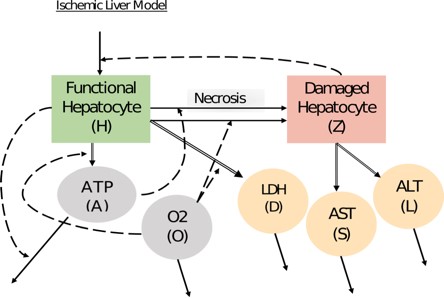 <strong>Figure 2.</strong> Flowchart of Case 2 model variables and their interactions.
