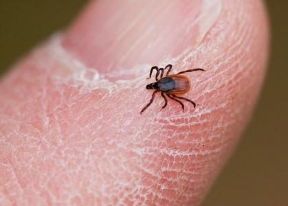 Blacklegged ticks (more commonly known as deer ticks) are responsible for the majority of Lyme disease transmissions in North America. Image credit: Wikispaces.com