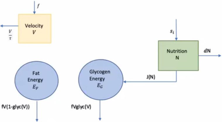 <strong>Figure 2.</strong> Diagram of Cook's optimal control model.