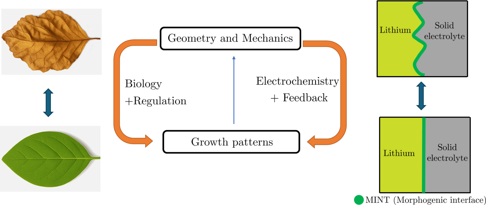 <strong>Figure 2.</strong> Schematic of growth and regulation in leaves and solid-state lithium batteries. Shape change is triggered by the addition or removal of materials—e.g., cell division and expansion in plants and lithium deposition and creep in batteries—which causes mechanical stress. When unregulated, such stresses do not yield flat shapes. Figure courtesy of the author.