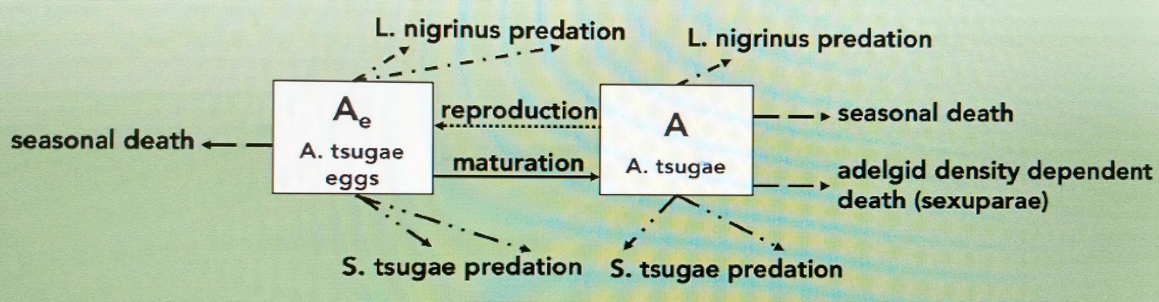 <strong>Figure 3.</strong> Schematic encompassing hemlock woolly adelgids as both eggs and adults; their reproduction, maturation, and seasonal death; and predation of <em>L. nigrinus</em> and <em>S. tsugae</em>.