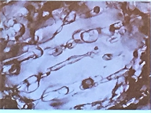 Network Modeling to Study Sea Ice Permeability | SIAM