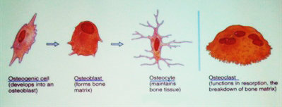 Bone remodeling. Image credit: Alicia Prieto Langarica, LS16 presentation.