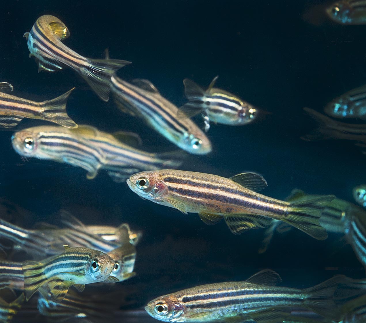 Self-organizing pigment cells comprise the distinct pattern of alternating colored stripes on the body and fins of zebrafish. Image credit: Wikimedia Commons.