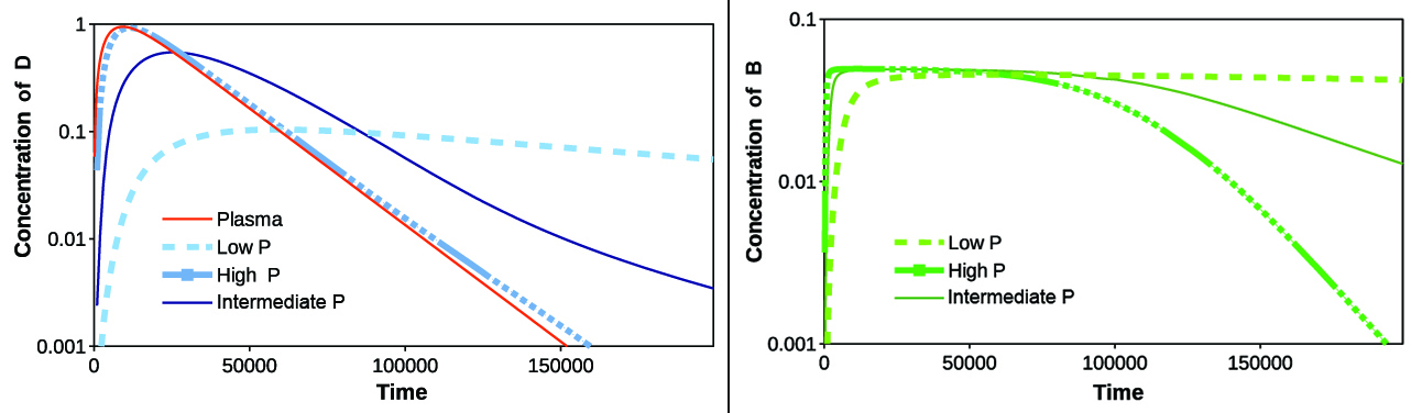 <strong>Figure 4.</strong> Influence of permeability through the blood-brain barrier (BBB). The effect of changing permeability <em>P</em> on the log concentration-time profiles of <em>D</em> and <em>B</em> for low, intermediate, and high <em>P</em>. Figure courtesy of [4].