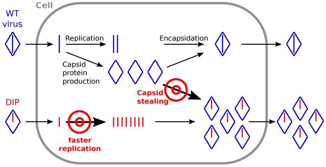 <strong>Figure 1.</strong> Schematic of the within-cell reproduction cycle of wild-type (WT) poliovirus (blue) and defective interfering particles (DIPs) (red). DIPs have been engineered with two features: faster replication of its genome (as it is shorter), and stealing of capsid proteins produced by the WT virus for its own encapsidation to produce new virions. DIPs engineered in this way can decrease the WT viral load due to this competition process.