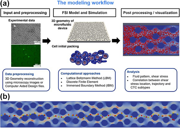 <strong>Figure 2.</strong> Utilizing <i>in silico</i> simulations to investigate cell dynamics within the microfluidic device. <strong>2a.</strong> Modeling workflow for <em>in silico</em> simulation. <strong>2b.</strong> Trajectory separation of two types of circulating tumor cells (CTCs): prostate cancer cells (red) and breast cancer cells (yellow). By collecting the trajectory information to train machine learning algorithms, researchers can ultimately develop a tool for CTC classification. Figure courtesy of Yifan Wang.