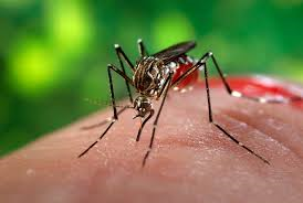 Mosquito-borne illnesses present a serious public health concern in tropical and subtropical regions.