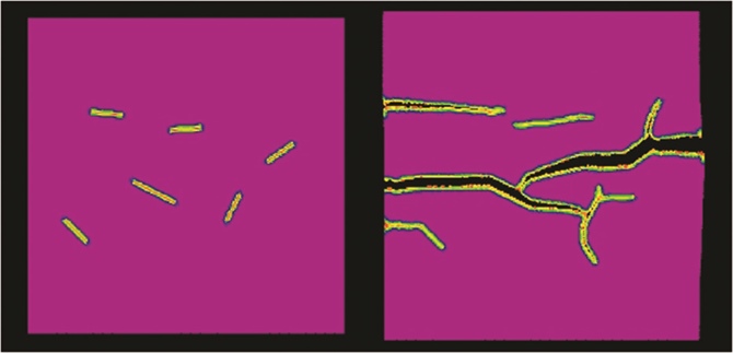 <strong>Figure 2.</strong> Simulation of the interaction of defects in a brittle plate stretched at a constant rate in the vertical direction. <strong>Left.</strong> Initial defects. <strong>Right.</strong> Growth and merging of defects, leading to macroscopic failure.