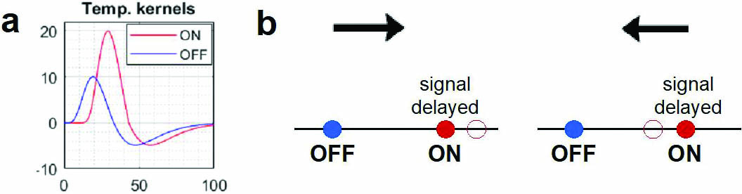 <strong>Figure 3.</strong> Ingredients of direction selectivity (DS). <strong>3a.</strong> Temporal kernels of ON and OFF lateral geniculate nucleus (LGN) cells. <strong>3b.</strong> DS due to delayed arrival of the ON signal. The black arrow indicates the signal’s direction and the solid red and blue dots represent ON and OFF cells. A delayed ON signal shifts the ON cell’s effective location from the solid red circle to the open red circle, thus breaking the left-right symmetry. Figure 3a courtesy of [2], 3b courtesy of the author.