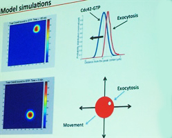 Cdc-42 movement during yeast budding helps study polarization. Image credit: Timothy Elston, LS16 presentation.