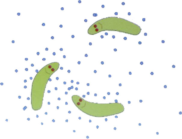 <strong>Figure 1.</strong> During quorum sensing (QS), bacteria produce and release chemical signaling molecules called autoinducers that traverse the environment and provide cells with necessary information. Figure courtesy of Christina Kuttler.