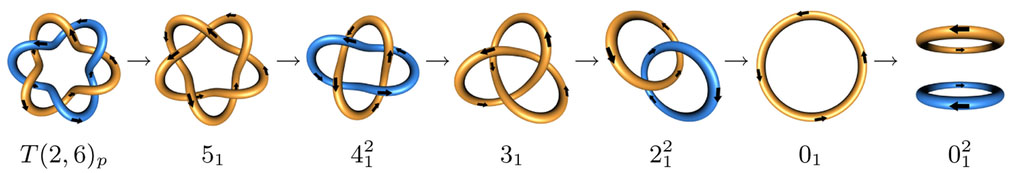 &lt;strong&gt;Figure 2.&lt;/strong&gt; Stepwise model of DNA unlinking. Figure courtesy of [1].