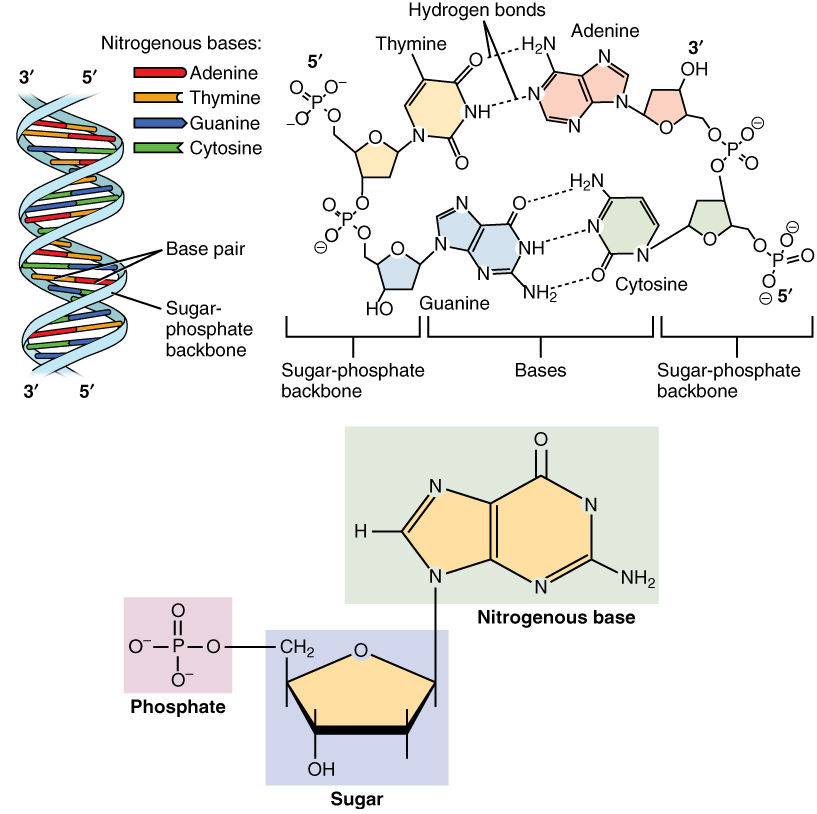 Ryosuke Omori and Jianhong Wu develop an inductive algorithm to study site-specific nucleotide frequencies using a multi-strain susceptible-infective-removed (SIR) model to better understand infectious disease epistemology, pathogen evolution, and population dynamics. Image courtesy of Wikimedia Commons.