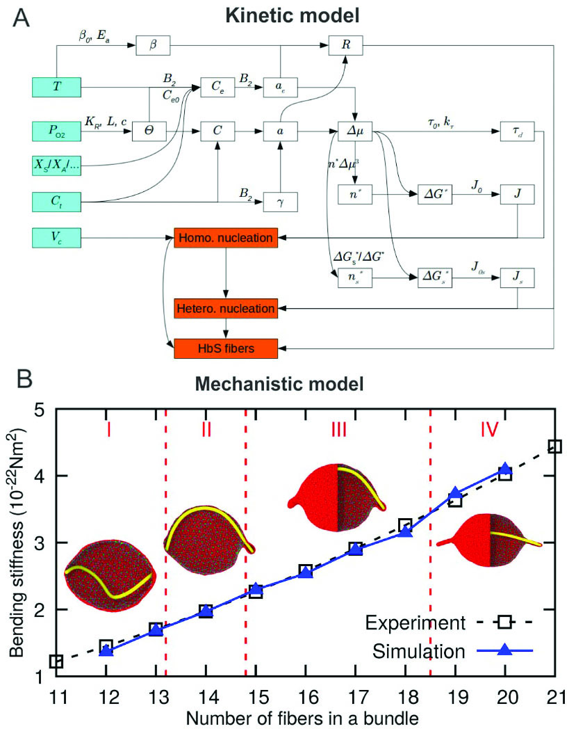 &lt;strong&gt;Figure 1.&lt;/strong&gt; A computational framework that integrates a kinetic model with a mechanistic model can predict the efficacy of anti-sickling drugs and discover new drug targets. &lt;strong&gt;1a.&lt;/strong&gt; The kinetic model predicts the number of fibers inside red blood cells (RBCs) and the rate at which they grow under patient-specific and organ-specific conditions. &lt;strong&gt;1b.&lt;/strong&gt; The mechanistic model determines the sickling of RBCs based on the kinetic model’s outputs. Figure adapted from [8]. Refer to [8] for definitions of kinetic quantities in 1a.