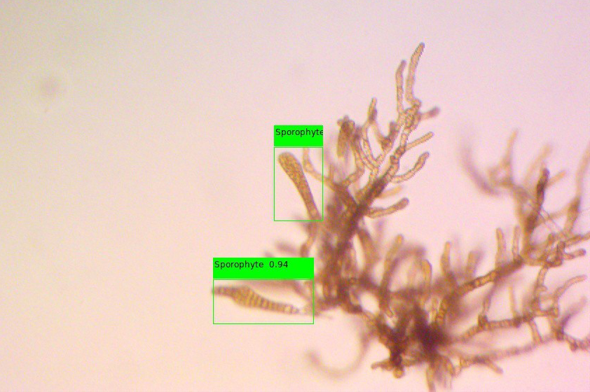 <strong>Figure 3.</strong> Our system’s successful identification of reproductive structures in giant kelp. Figure courtesy of the authors.