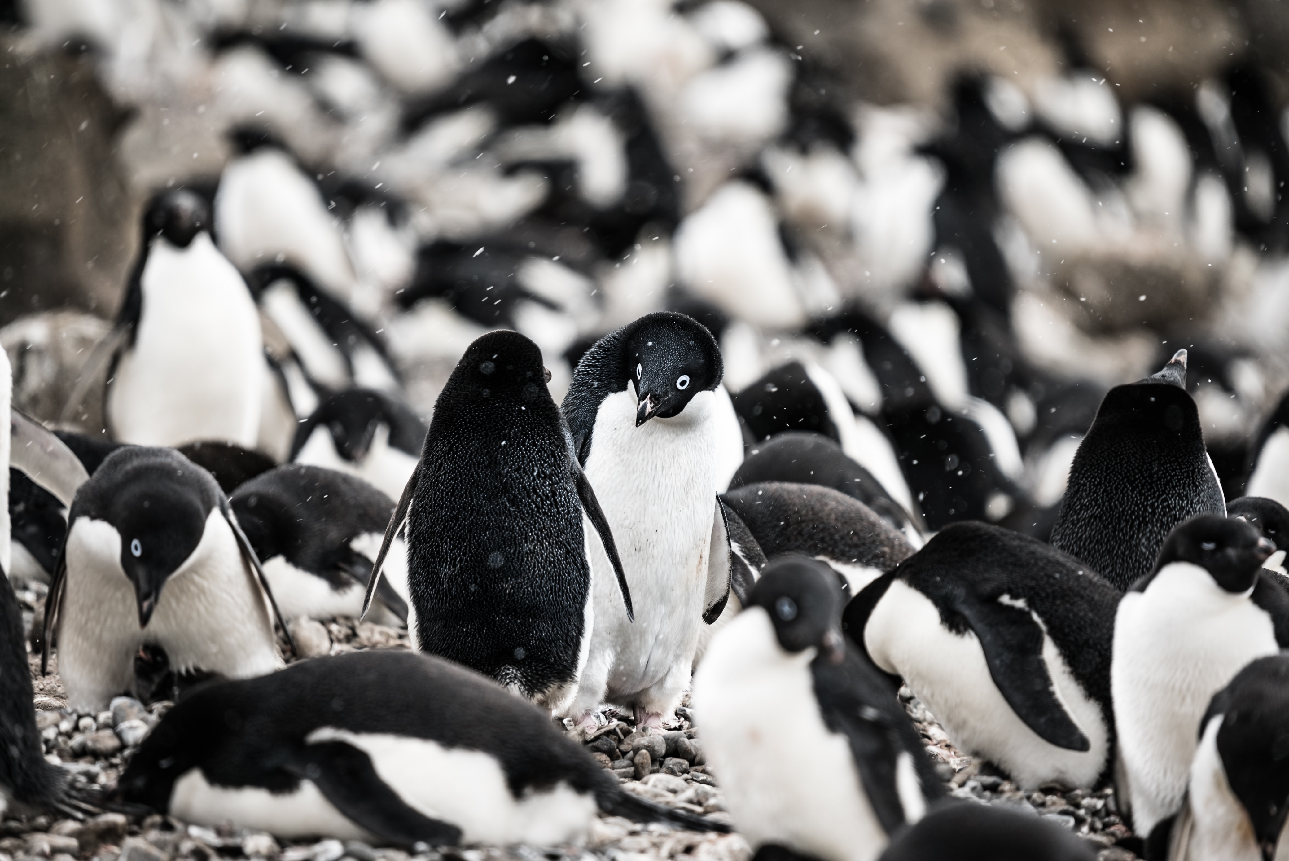 How Do Adélie Penguins Move Optimally Over Varying Terrain? | SIAM