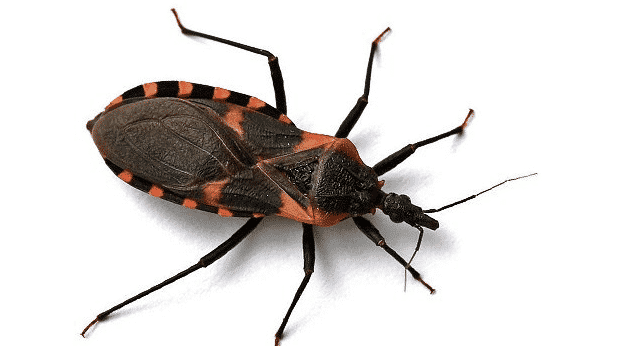 The triatominae insect, also known as the kissing bug, spreads the parasite that causes Chagas disease. Public domain image.
