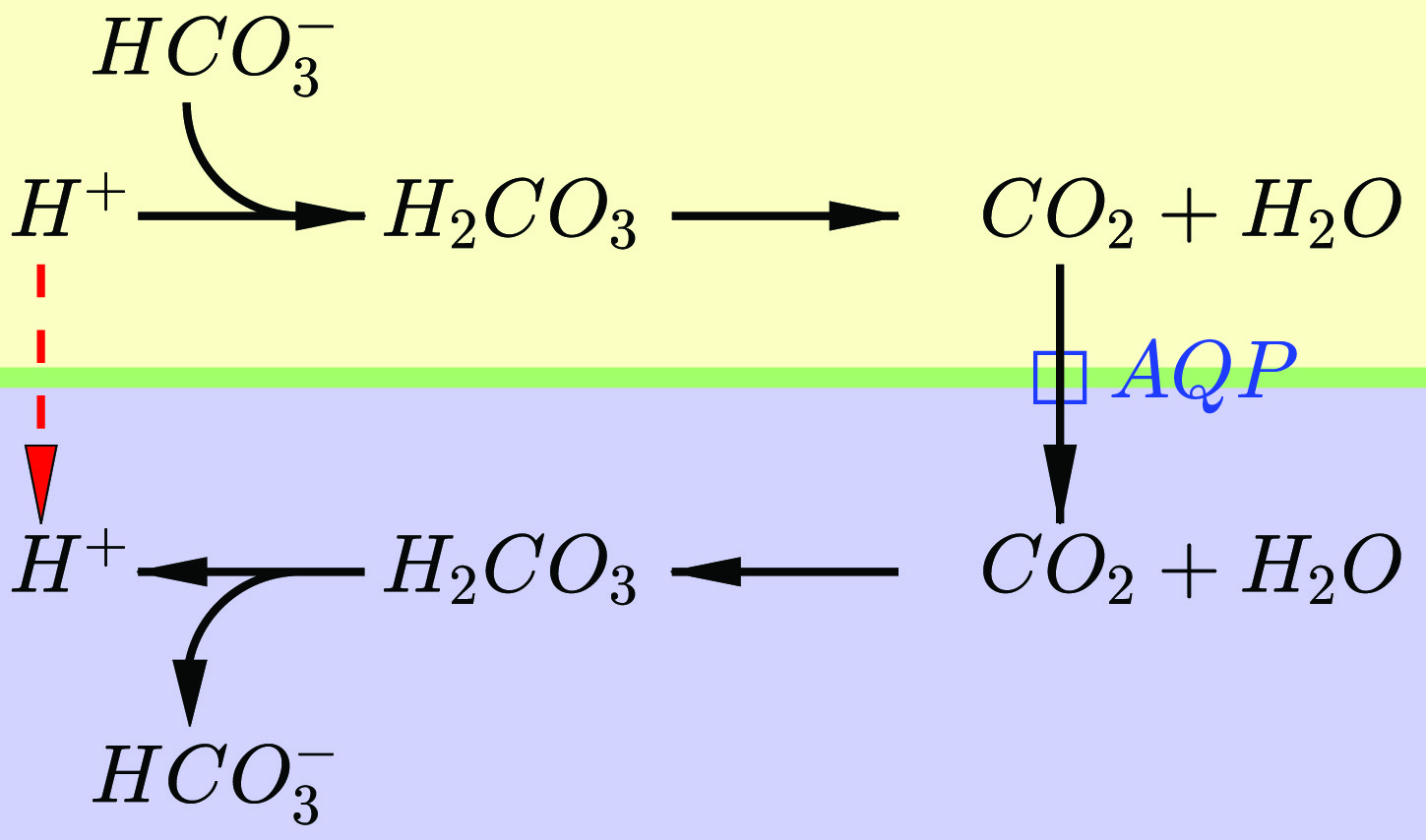 <strong>Figure 1.</strong> Mechanism of pH control across the cell membrane based on gas transport across the membrane. Figure courtesy of Daniela Calvetti and Erkki Somersalo.