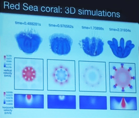 Three-dimensional simulations of red sea coral. Image credit: Shilpa Khatri, joint AN/LS meeting.