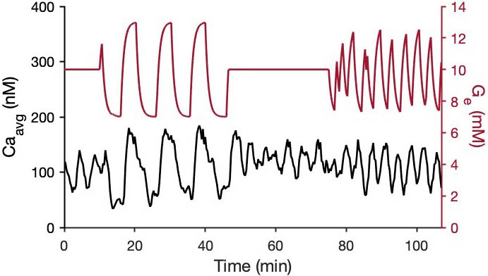 <strong>Figure 3.</strong> Biological islets confirm model prediction of bistability. Feedback with time delay \(\tau_d=\) 3 minutes is turned on from 10 to 45 minutes and from 75 to 110 minutes. In the first feedback period, four biological islets produce long oscillations with a 9.8-minute period. During the second feedback period, the islets synchronize to a 3.5-minute period. Figure adapted from [1].