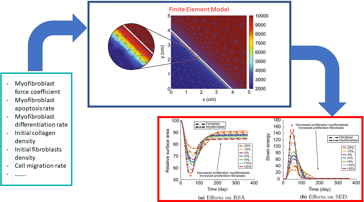 <strong>Figure 2.</strong> A schematic of the mathematical model, the finite element mesh near the wound edge, and the area of the damaged skin and total strain energy as a function of time. Figure courtesy of Ginger Egberts.
