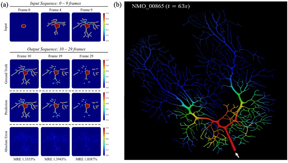 <strong>Figure 2. </strong>Prediction results of neuron surrogate modeling. <strong>2a.</strong> Dynamic prediction of neurite deterioration. <strong>2b.</strong> Graph-Autoencoder-based Latent Dynamics Surrogate predicted concentration field within the complex neurite network. Figure courtesy of [7, 8].