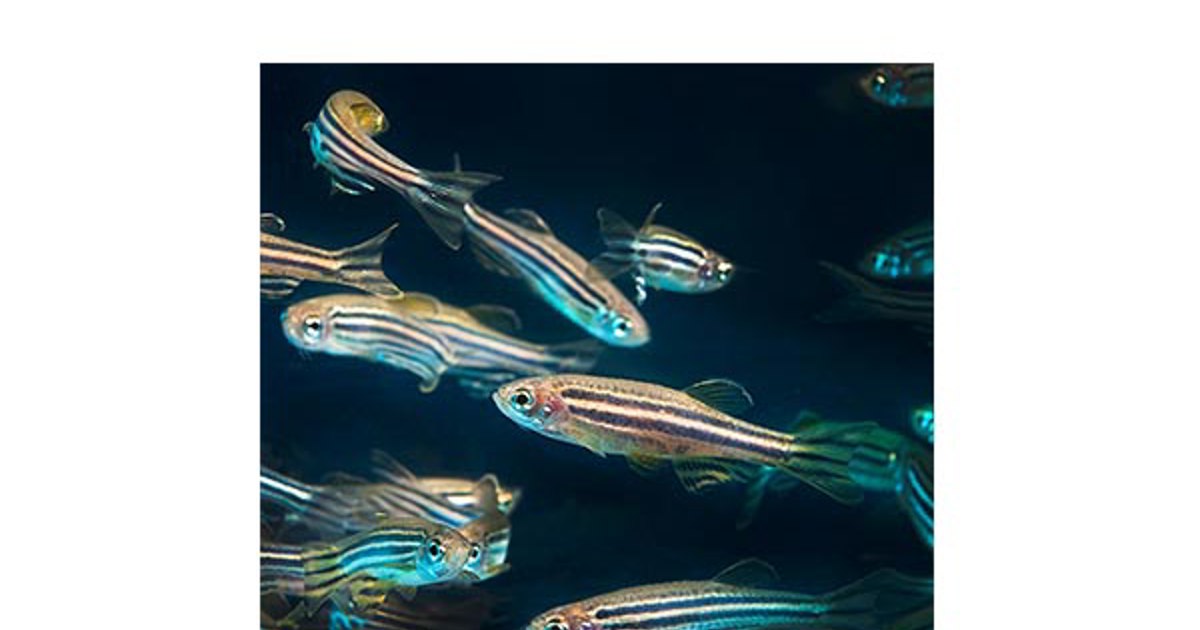 Pattern Formation and Mutation in Zebrafish Stripes | SIAM