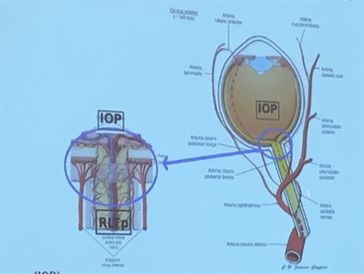 Central retinal artery and central retinal vein represent the only input and output of retinal circulation