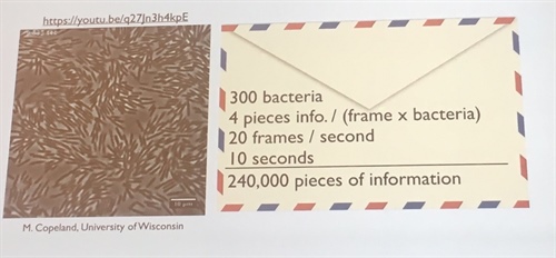 Quantifying group dynamics, as bacteria moving in a thin layer of fluids (depicted on the left) is a task suited for data science.
