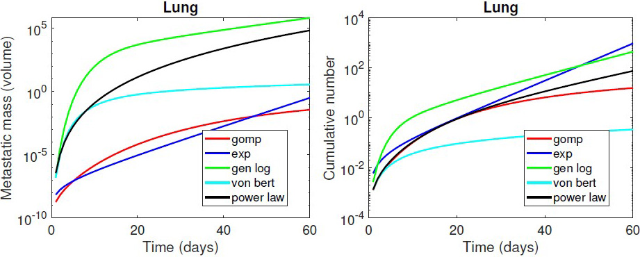 <strong>Figure 1.</strong> Metastatic mass and cumulative number of metastases over time for a numerical simulation in the lung tumor case. Figure courtesy of Iulia Martina Bulai.