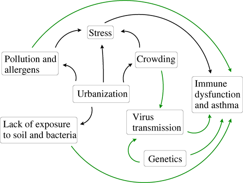 Various factors contributing to immune dysfunction and asthma. Image credit: Fred Adler