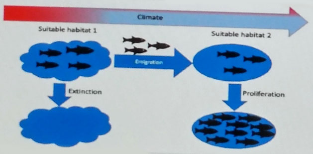 As the mean global temperature continues to increase, fish are migrating to more suitable habitats in deeper waters or higher latitudes.