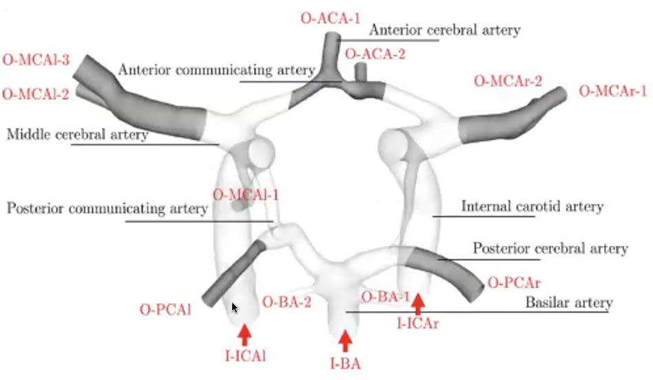 <strong>Figure 2.</strong> The major arteries within the Circle of Willis, which is the main vessel structure that supplies blood to the brain. Figure courtesy of Sahani Pathiraja.