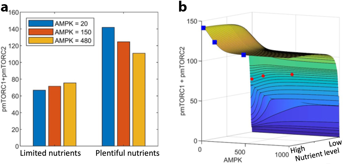 <strong>Figure 3.</strong> The effect of AMPK activation and nutrient levels on cell proliferation and survival, given by the sum of phosphorylated mTORC1 and mTORC2. <strong>3a.</strong> The results for low and high nutritional levels and three AMPK values. <strong>3b.</strong> The full dependence of phosphorylated mTORC1 and mTORC2 on nutritional levels and AMPK. The data points that correspond to those in 3a are marked by red diamonds (limited nutrients) and blue squares (plentiful nutrients). Figure modified from [1].