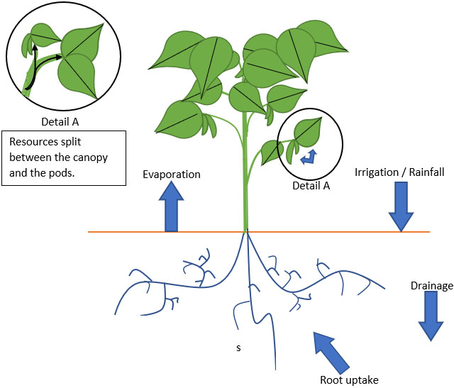<strong>Figure 1.</strong> Schematic of the soil, plant, and bean interaction. Figure courtesy of the authors.