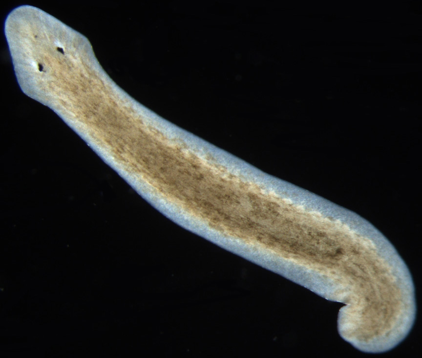 <strong>Figure 1.</strong> Planarians (here the species <em>Dugesia subtentaculata</em>) are nonparasitic flatworms that live in freshwater streams and ponds. Image courtesy of Eduard Solà under <a href="https://creativecommons.org/licenses/by-sa/3.0/" target="_blank">Creative Commons BY-SA 3.0</a>.